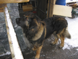 1328892626_big balls- kulmbach- schwarzenbach 122